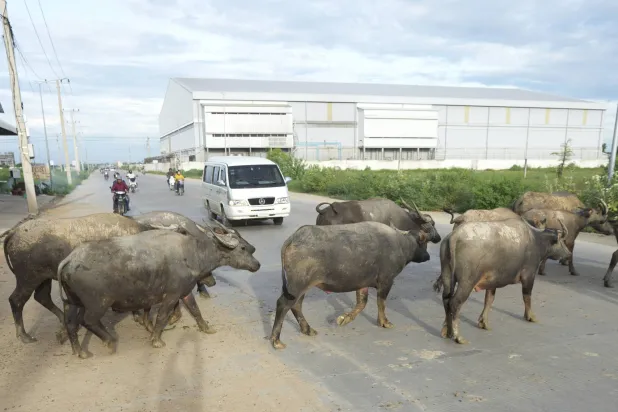 جاموس يمشي عبر شارع خارج بنوم بنه عاصمة كمبوديا (أ.ب)