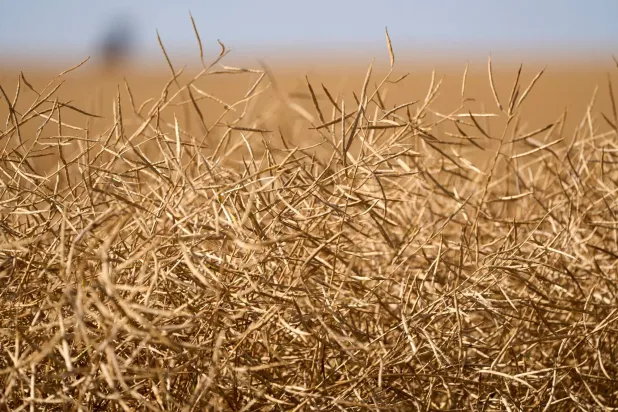 أحد حقول نبتة الكانولا قرب مدينة كيندرسلي في كندا (رويترز)