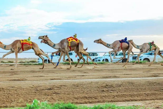 من مهرجان ولي العهد للهجن في نسخته السادسة (واس) 