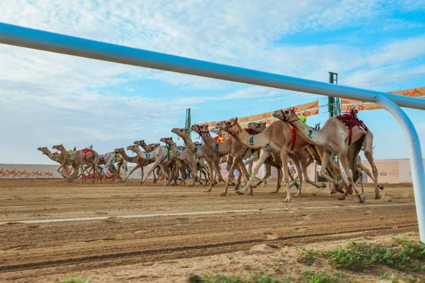 بلغ عدد المطايا المشاركة في الأشواط الأربعة الأخيرة 107 مطايا (الشرق الأوسط)
