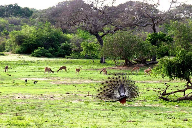 حديقة «يالا» الوطنية في سريلانكا (أرشيفية)