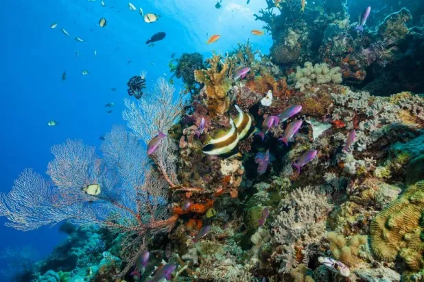 يعد الحاجز المرجاني في أستراليا أحد أكثر المواقع تضرراً من الابيضاض (ووتر فريم)