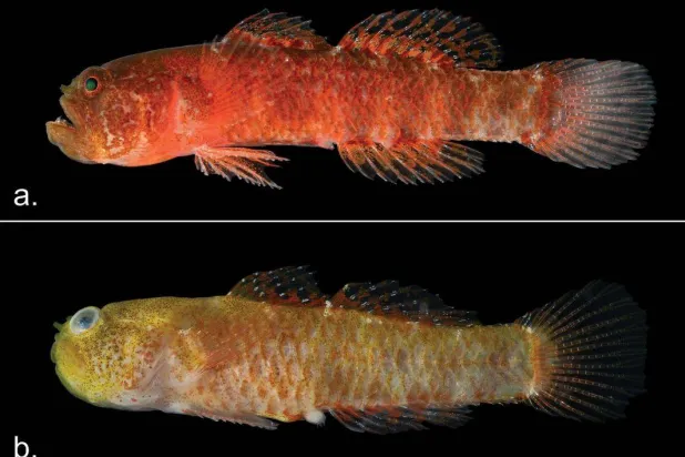 السمكة الصغيرة تتميز بمظهرها الشرس وأنيابها الكبيرة (الباحث فيكتور نونيس بينيمان)