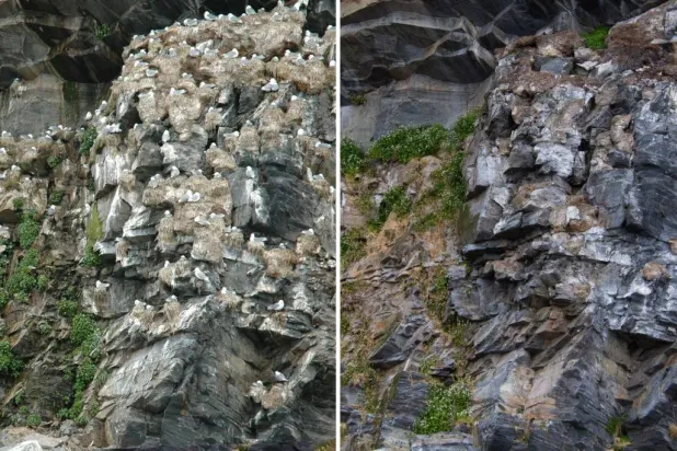 منطقة تعشيش الطيور في النرويج في عام 2006 (يسار) و2023 (يمين). (ت: روب باريت)