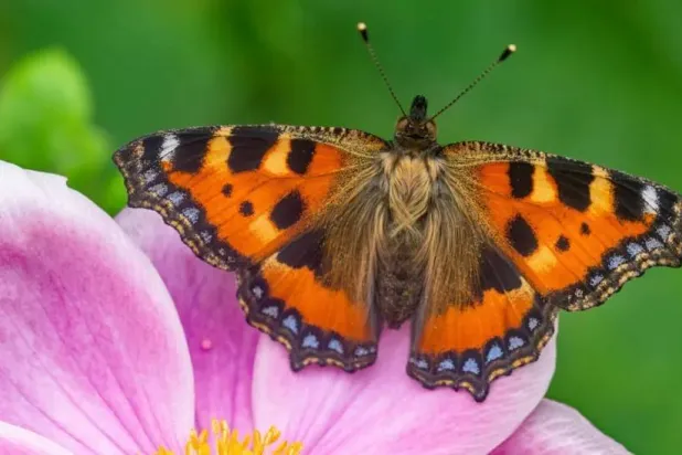 فراشة السلحفاة الصغيرة (جمعية خيرية بريطانية)