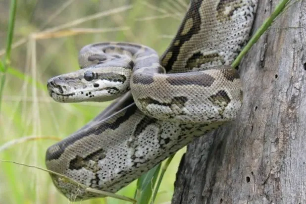 حوالي 12 ألف شخص عولجوا من لدغات الثعابين والحيوانات السامة في تايلاند عام 2023 (رويترز)