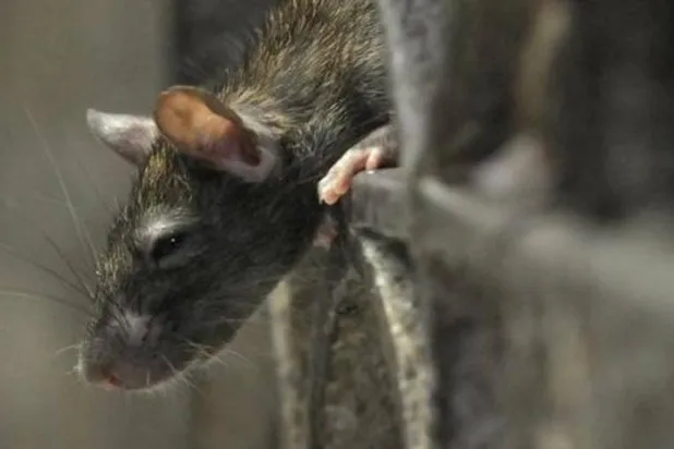 الطائرة هبطت في كوبنهاغن بعد رصد الفأر بالطعام (رويترز)