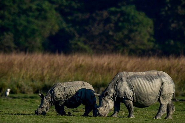 One-horned rhinos graze at Pobitora Wildlife Sanctuary in the southern banks of the Brahmaputra in Morigaon district of India's Assam state on December 6, 2022. (AFP)