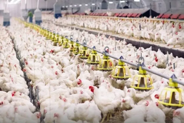 إحدى مزارع إنتاج الدواجن في السعودية (الشرق الأوسط)