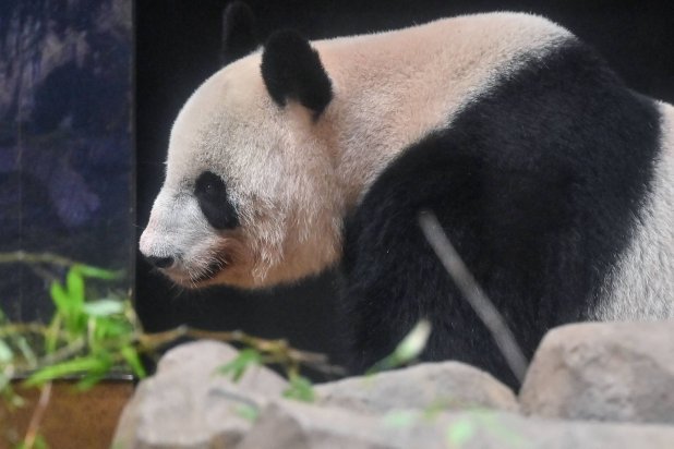 Shin Shin relaxes in her enclosure on the last day of viewing before she and another panda, Ri Ri, are sent back to China after 13 years, at Tokyo's Ueno Zoo on September 28, 2024. (Photo by Richard A. Brooks / AFP)