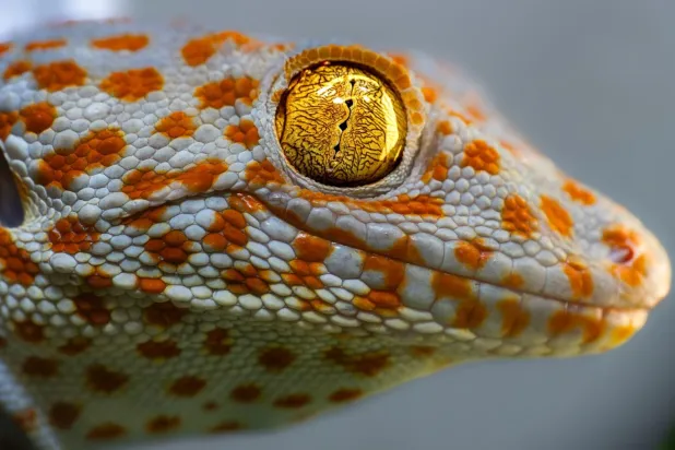 Gekko gecko türündeki gekkolar, Asya'nın güneydoğu ve doğu kesimlerinde yaşıyor (Duncan Leitch)