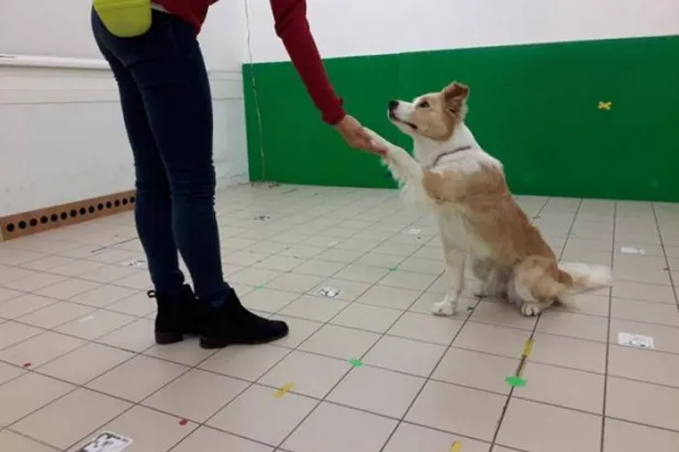 البشر والكلاب لديهم أنظمة معالجة صوتية مختلفة (جامعة إيوتفوس لوراند)