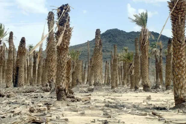 Saudi Arabia establishes principles for combating desertification and drought (SPA)