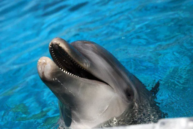 الدلافين دائماً ما تفتح فمها بصورة تظهرها مبتسمة أثناء لعبها مع بعضها بعضاً (رويترز)