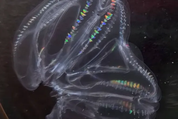 يمكن أن يتحول فَردان من قناديل البحر بسهولة فرداً واحداً (سيل برس)