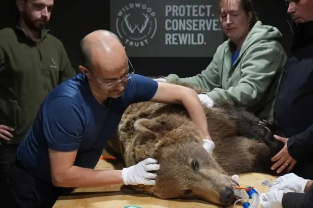 الرأفة هي ما يُنقذ (مواقع التواصل)