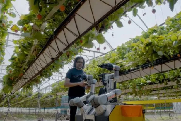 الروبوت يقطف الفراولة في 2.5 ثانية فقط (جامعة إسكس)