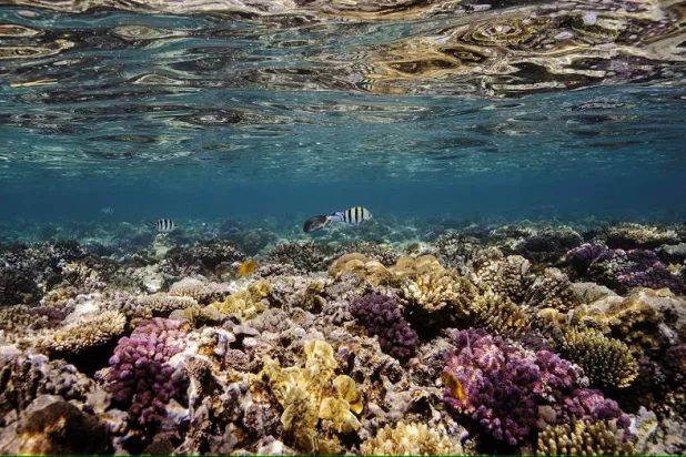 الشعاب المرجانية لتهديد متزايد من تغير المناخ (رويترز)