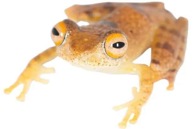 تصدر الأنواع المكتشفة من الضفادع أصواتاً تشبه أصوات الطيور (مارك د. شيرز - جامعة كوبنهاجن)