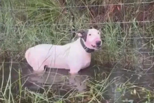 لقطة تظهر الكلب «تروبر» قبل إنقاذه من الفيضانات في فلوريدا (شرطة ولاية فلوريدا)
