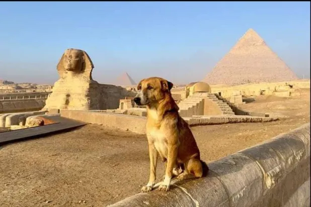 انتشار صور للكلاب في وضعيات لافتة أمام الأهرامات (صفحة الناقد الفني محمد عبد الرحمن «فيسبوك»)