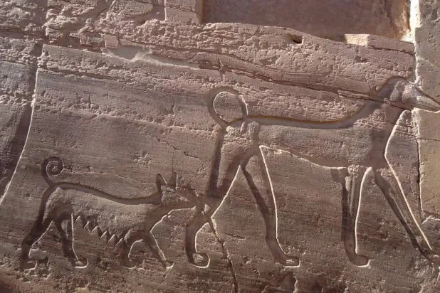 نقوش للكلب الفرعوني (وزارة السياحة والآثار المصرية)