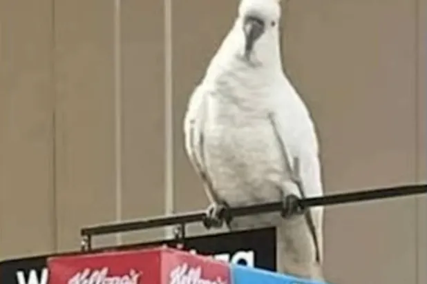 «ميكي» يشاء أن يطمئنّ (مواقع التواصل)