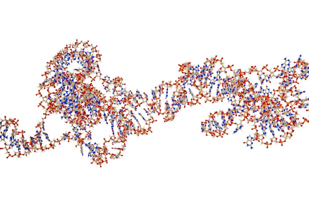 «الحمض النووي الريبي الطويل غير المشفَّر» مفتاح لعلاج الصرع والتوحد