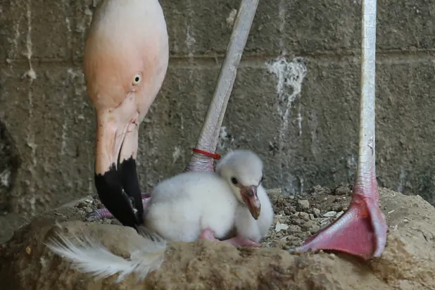 ولادة بمنزلة أمل (غيتي)