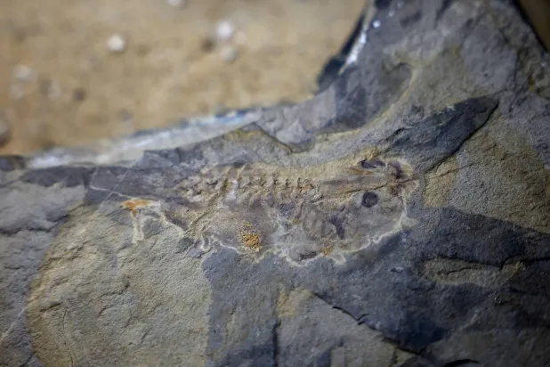 صورة لأحفورة أقدم شرغوف في العالم والذي عاش مع الديناصورات في العصر الجوراسي الأوسط منذ نحو 165 مليون سنة (رويترز)