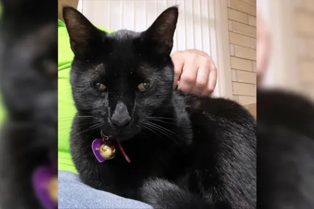 Pepper'ın sağlık durumunun iyi olduğu bildirildi (John Lednicky)