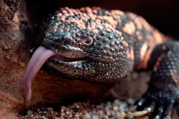 Gila canavarının zehri, ağrı, mide bulantısı ve kusmaya neden olabiliyor (AFP)