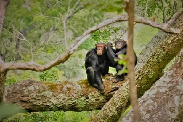 الباحثة أجرت تعداداً لقردة الشمبانزي بمنتزه جبال ماهالي الوطني (جامعة أمستردام)