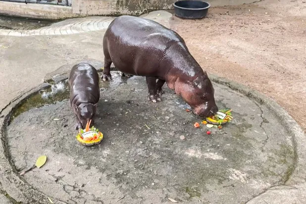 مو دينغ (يسار) أنثى فرس النهر القزمة البالغة من العمر أربعة أشهر وهي تأكل طبقاً من الفاكهة باسم دونالد ترمب باللغة التايلاندية مع والدتها جوانا (يمين) في حظيرتهما في حديقة حيوان خاو خيوي المفتوحة في مقاطعة تشون بوري (أ.ف.ب)