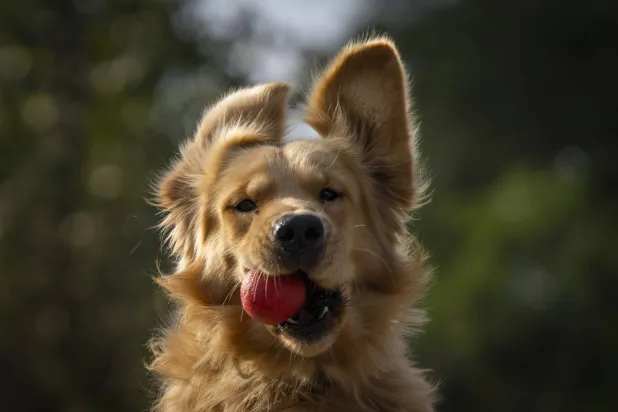 العملية تنجم عن إرسال إشارات من أجهزة استشعار على الجلد إلى الدماغ لدى الحيوانات (أ.ب)