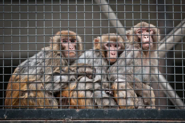 القردة الهاربة شغَّلت مُطارديها (آدوب ستوك)