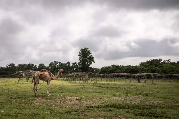 أدى العنف والتصحر إلى منافسات عنيفة أحياناً بين المجتمعات الزراعية والرعاة الرُحّل في نيجيريا (أ.ف.ب)