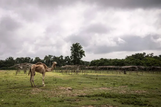  Şiddet ve çölleşme, Nijerya'daki tarım toplulukları ile göçebe çobanlar arasında bazen şiddetli rekabetlere yol açıyor (AFP)