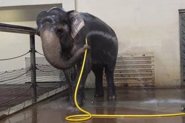 مهارة مذهلة (إكس)