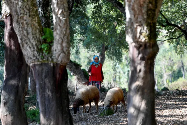سكان الضواحي القريبة من جبال القصرين يشتكون من الإهمال والتهميش (أ.ف.ب)