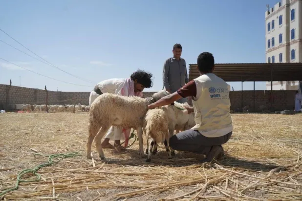 279,000 sheep and goats affected by floods in Yemen (UN)