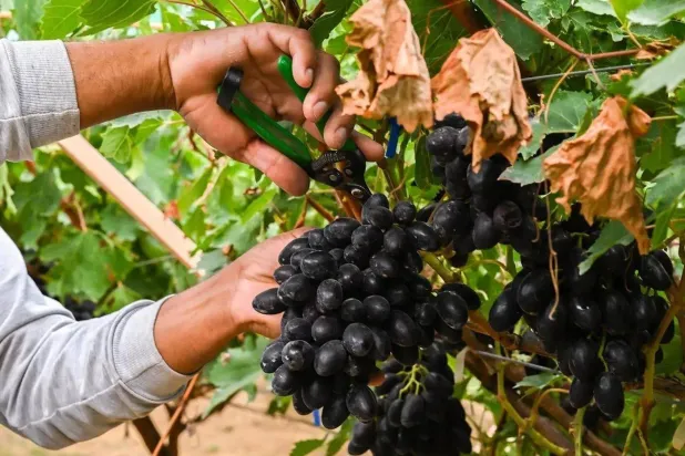 مزارع يقطف محصول فاكهة العنب من إحدى المزارع في منطقة الباحة (واس)