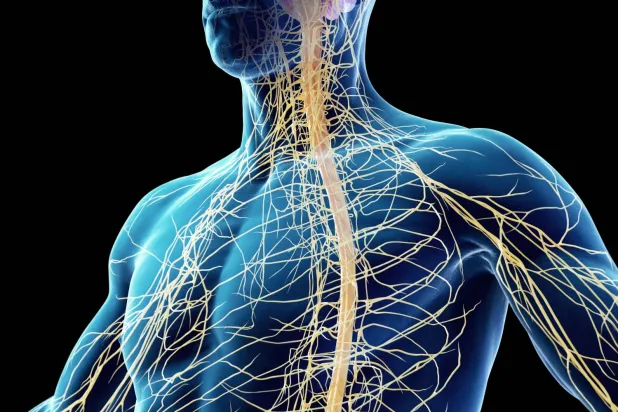 نشاط الجهاز العصبي الزائد يلعب دوراً في حدوث الأمراض الأيضية