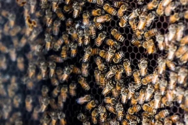 الضوء الاصطناعي يهدد قدرة النحل على تلقيح المحاصيل (رويترز)