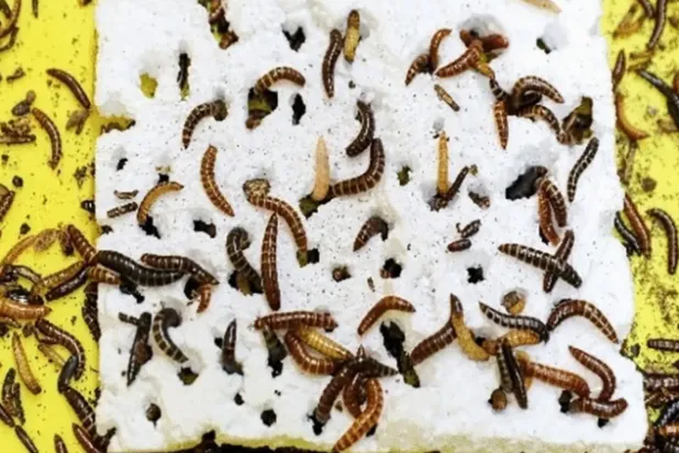 صورة نشرها العلماء للدودة الجديدة المكتشَفة