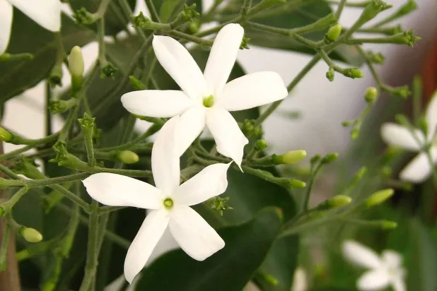 ياسمين مصر: عطر الأجيال وسر البقاء في دلتا النيل