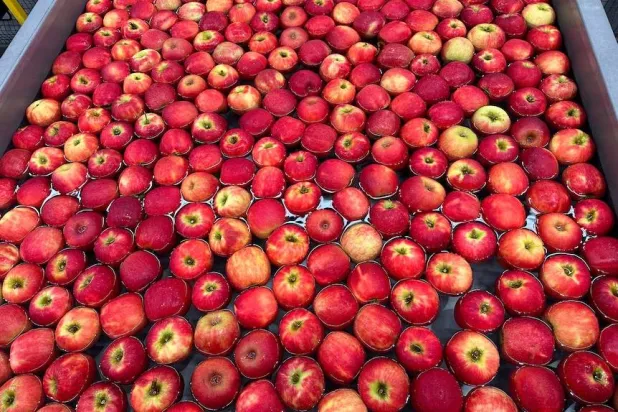 حبات من التفاح (أرشيفية - أ.ب)