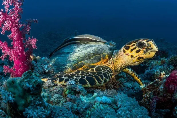 التنوع البيئي وجماليات الشعب المرجانية في البحر الأحمر (واس)