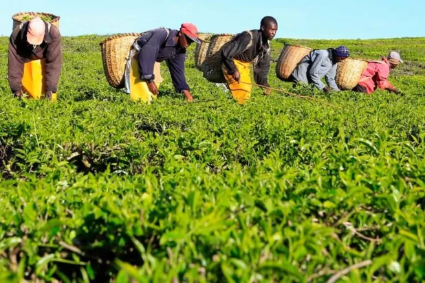 عمال بحقل للشاي في ناندي هيلز غرب نيروبي عاصمة كينيا (رويترز)