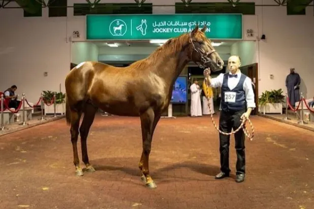 ينظّم نادي سباقات الخيل مزاده السنوي الكبير لأمهار السنة العسايف لعام 2024 (نادي سباقات الخيل)